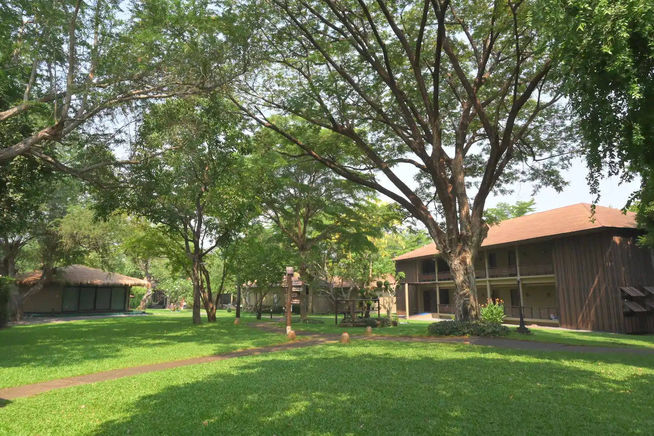 Wishing Tree Resort lush green garden with a large tree.